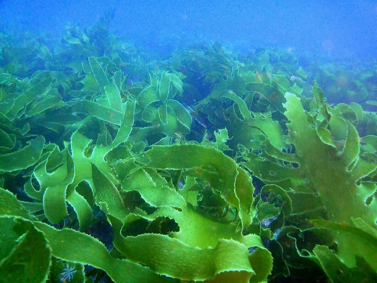 Водоросли освоили среду обитания. Морская капуста ламинария. Морская капуста – Laminaria. Ундария перистая водоросль. Дальневосточный морской заповедник ламинария.