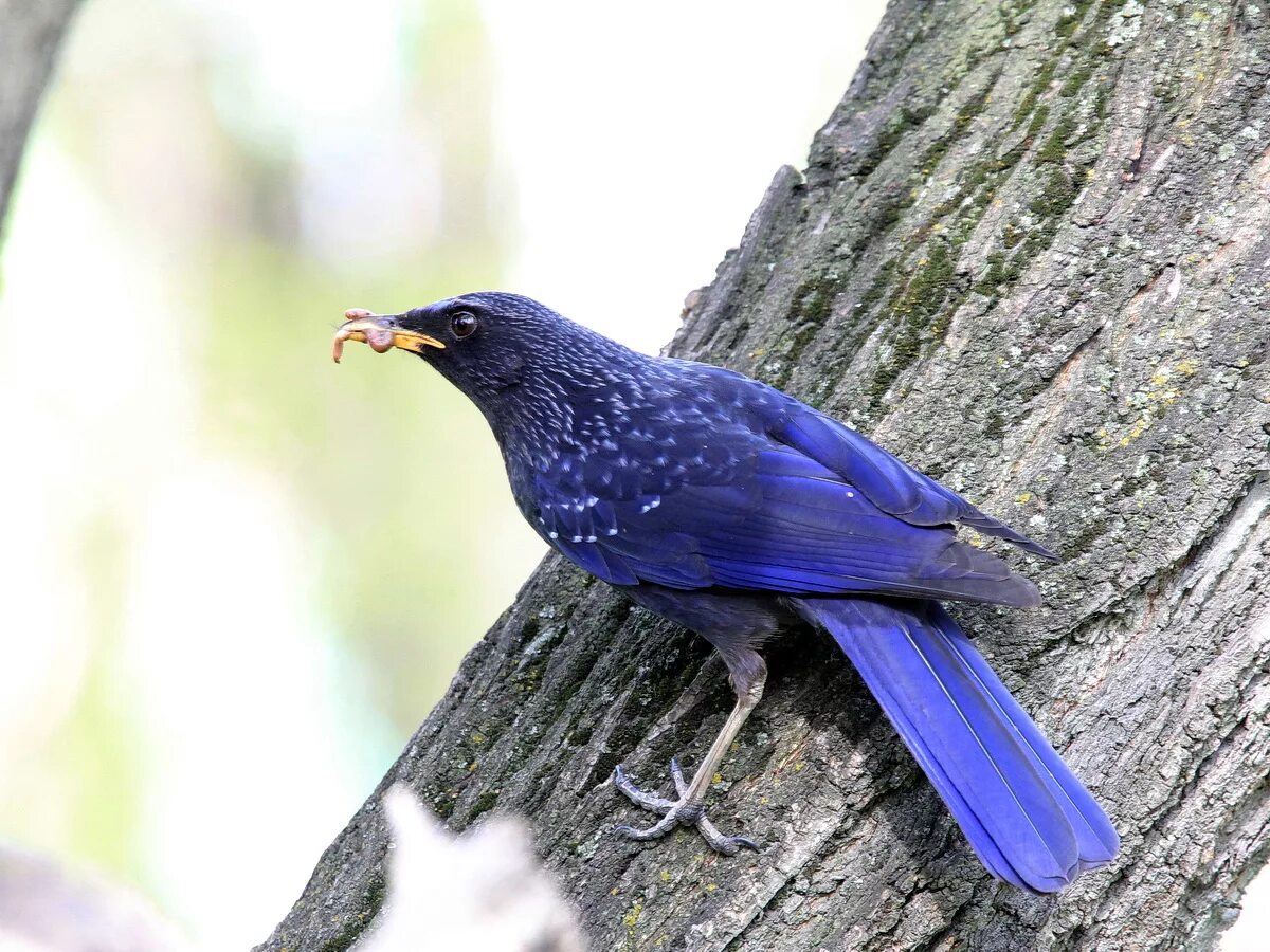 Синяя птица памира. Лиловый Дрозд (Myophonus caeruleus). Синяя птица Дрозд. Синяя птица лиловый Дрозд. Синий Дрозд аджир.