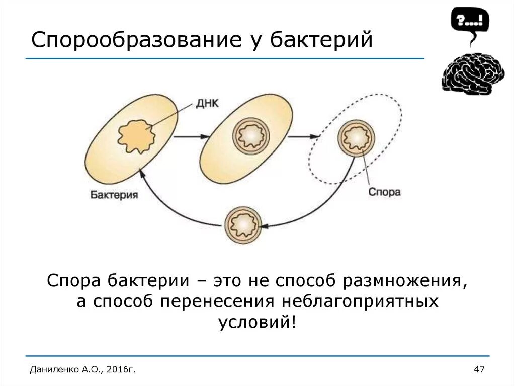 Споры прокариот. Схема спорообразования у бактерий. Образование спор у бактерий 5 класс биология. Образование споры у бактерий. Образование спор у бактерий строение.