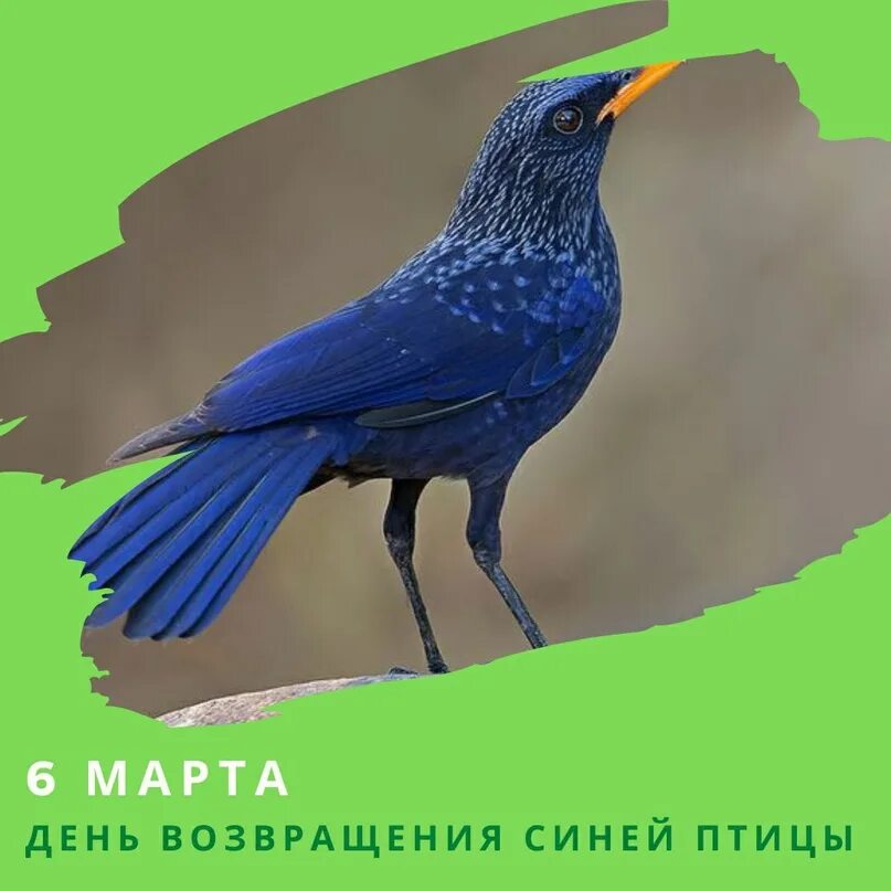 Синяя птица д. Синяя птица лиловый Дрозд. День возвращения синей птицы. Синяя птица в Крыму.