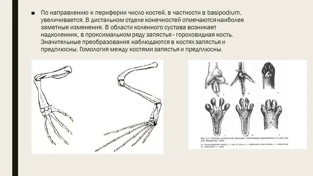 Эволюционные изменения млекопитающих. Эволюция конечностей позвоночных. Эволюция скелета конечностей. Конечности млекопитающих. Эволюция конечностей у млекопитающих.