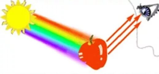 How do we as. How we see colors.