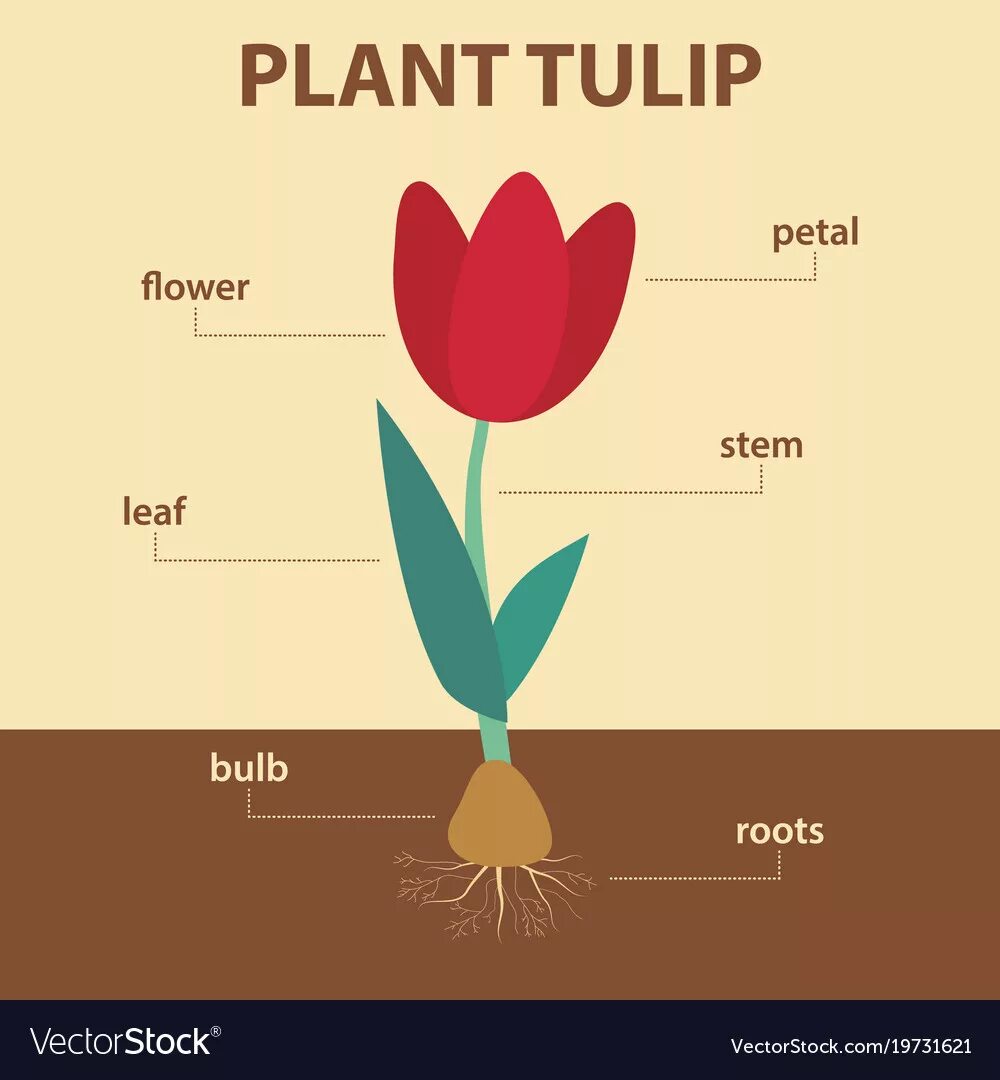 Строение тюльпана. Тюльпаны инфографика. Тюльпан части растения. Лист тюльпана биология.