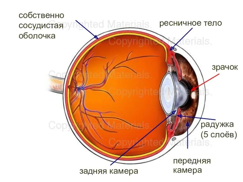 Склера роговица сосудистая оболочка. Сетчатка сосудистая оболочка склера. Венозный синус склеры. Собственно сосудистая оболочка. Сетчатка буква
