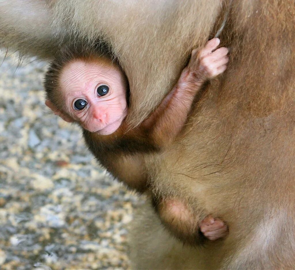 Прыткий мангабей. Маленькие обезьянки. Baby monkey перевод. Мавпочка. Милые обезьянки.
