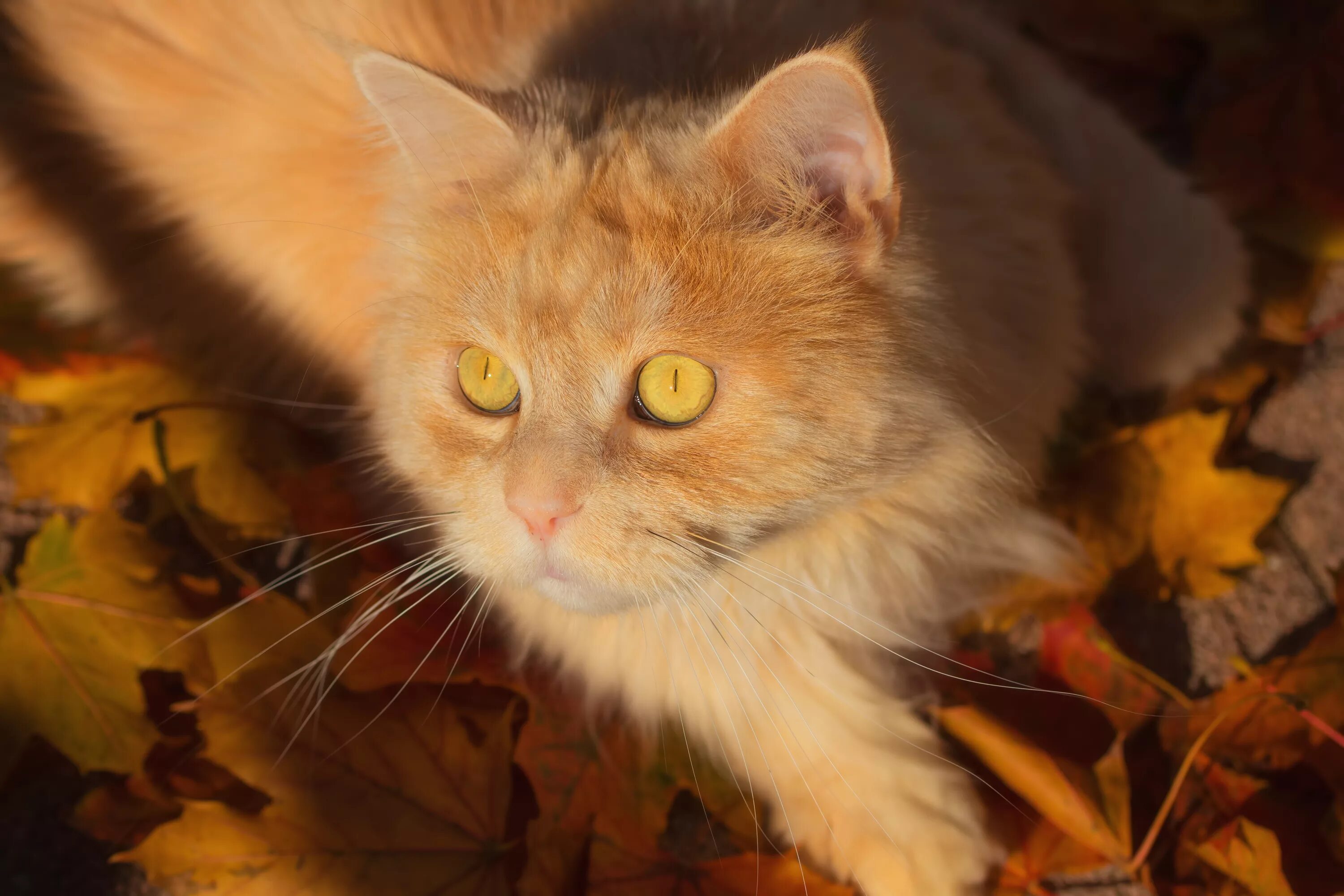 Кошечка желтая. Рыжий кот. Рыжий котенок с желтыми глазами. Рыжая кошка. Кот с янтарными глазами.