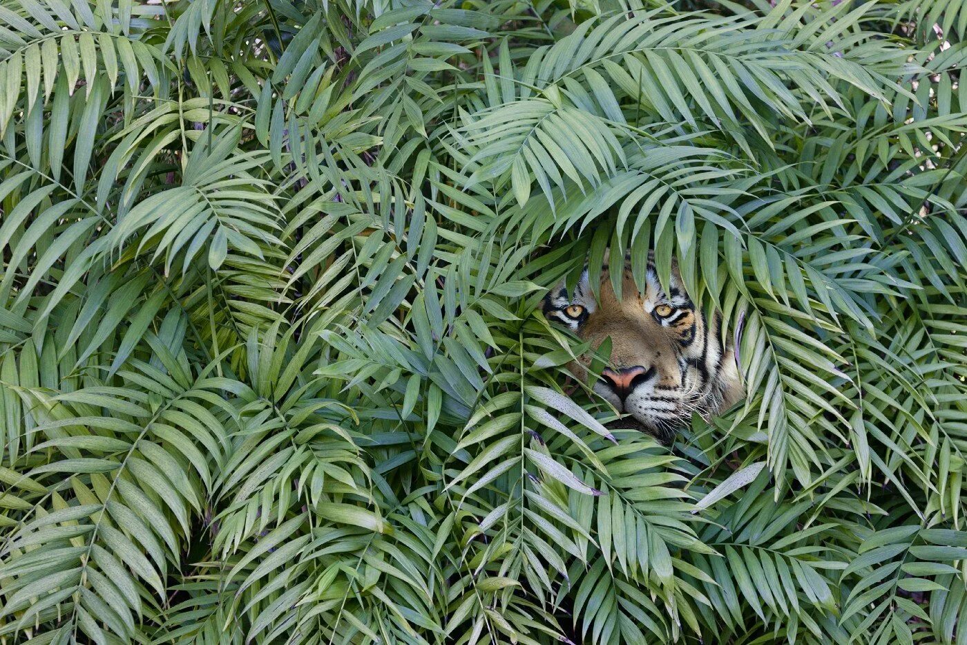 Тигр в засаде мем. Тигр в тропиках. Тигр в джунглях. Тигр в листве. Тигр в засаде.