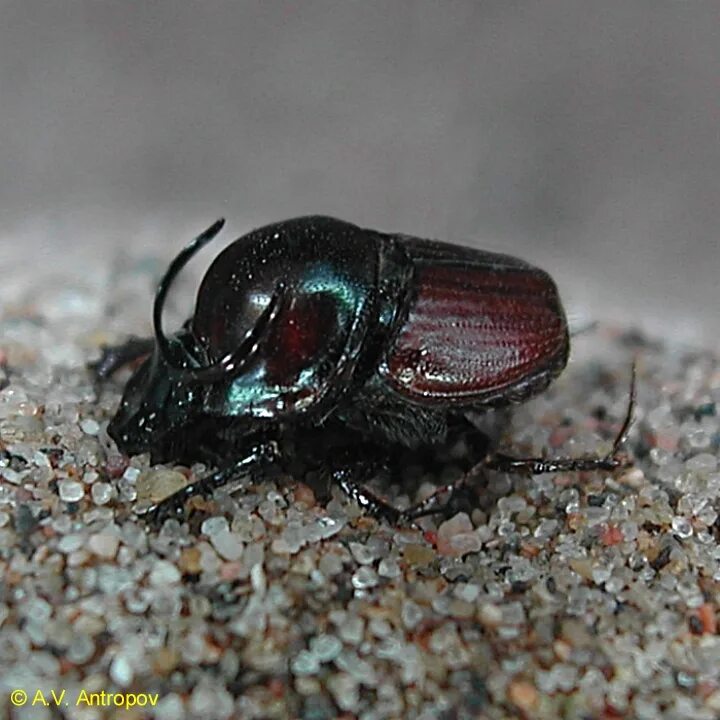 жук калоед бык. горбатый жук калоед. калоед шребера. двурогий калоед жук. калоед короткорогий.