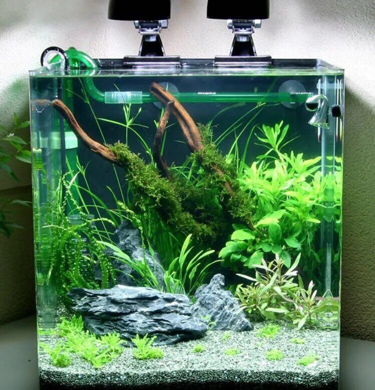 Nano cube. Dennerle NANOCUBE 30л Аквадизайн. Dennerle Nano Cube 30. Нано куб 60 литров. Dennerle Nano Cube 60 Aquascape.