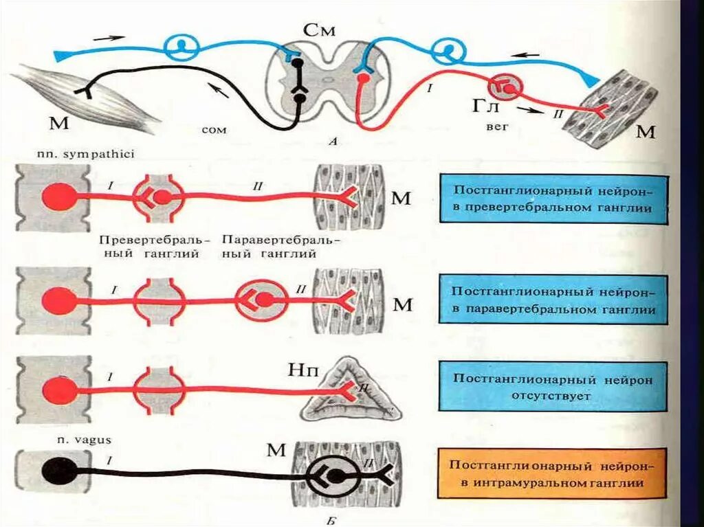 Периферические отростки нейрона это. Симпатическая рефлекторная дуга схема. Схема холинергического синапса фармакология. Рецепторы нейронов. Рецепторы нейронов ганглия.
