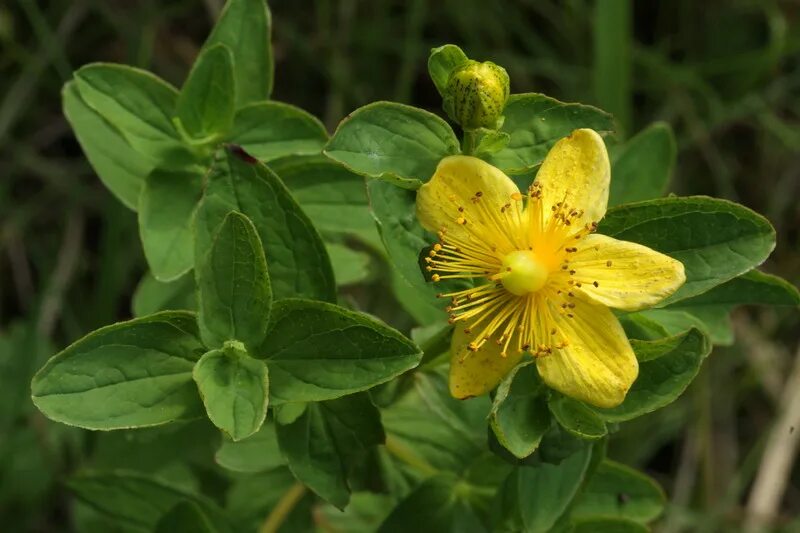 Зверобой крапчатый. Hypericum maculatum. Зверобой Hypericum calycinum. Зверобой пятнистый