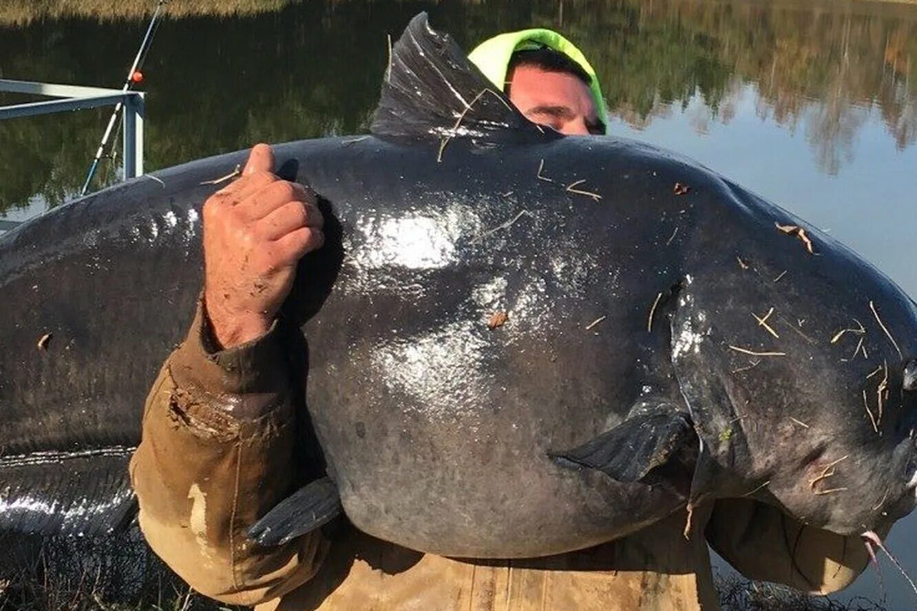 Большая рыба программа. Джереми уэйд речные монстры групер. Большая рыба программа. Крупная рыба. Джереми уэйд арапайма.