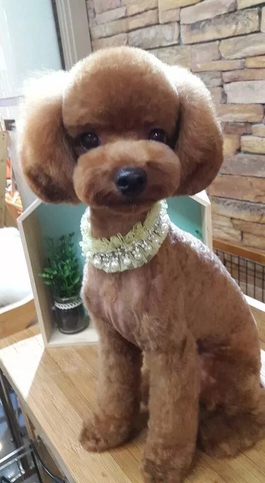 One moment your dog looks like a fluffy bear and the next moment, he's a baby de
