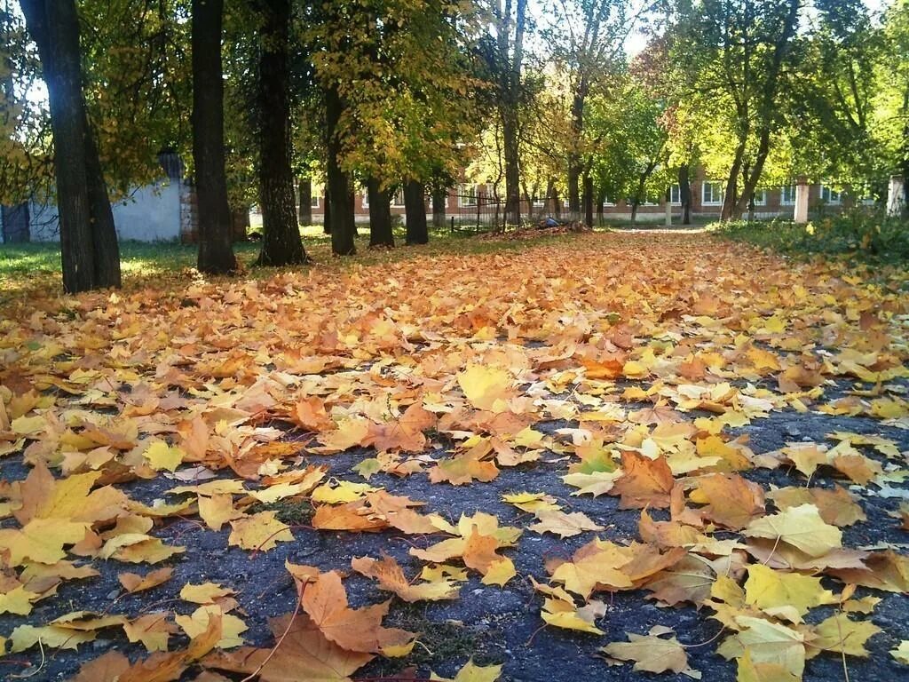 Листья желтые в пруду. Листья на асфальте. Листья на асфальте осенью. Парк с опавшими листьями. Лужа в городе осень.