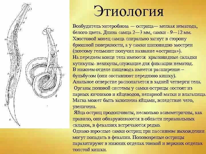 Острица и человек тип взаимоотношений. Острица строение. хвостовой конец тела острицы. острица самка и самец.
