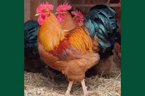 New chicken