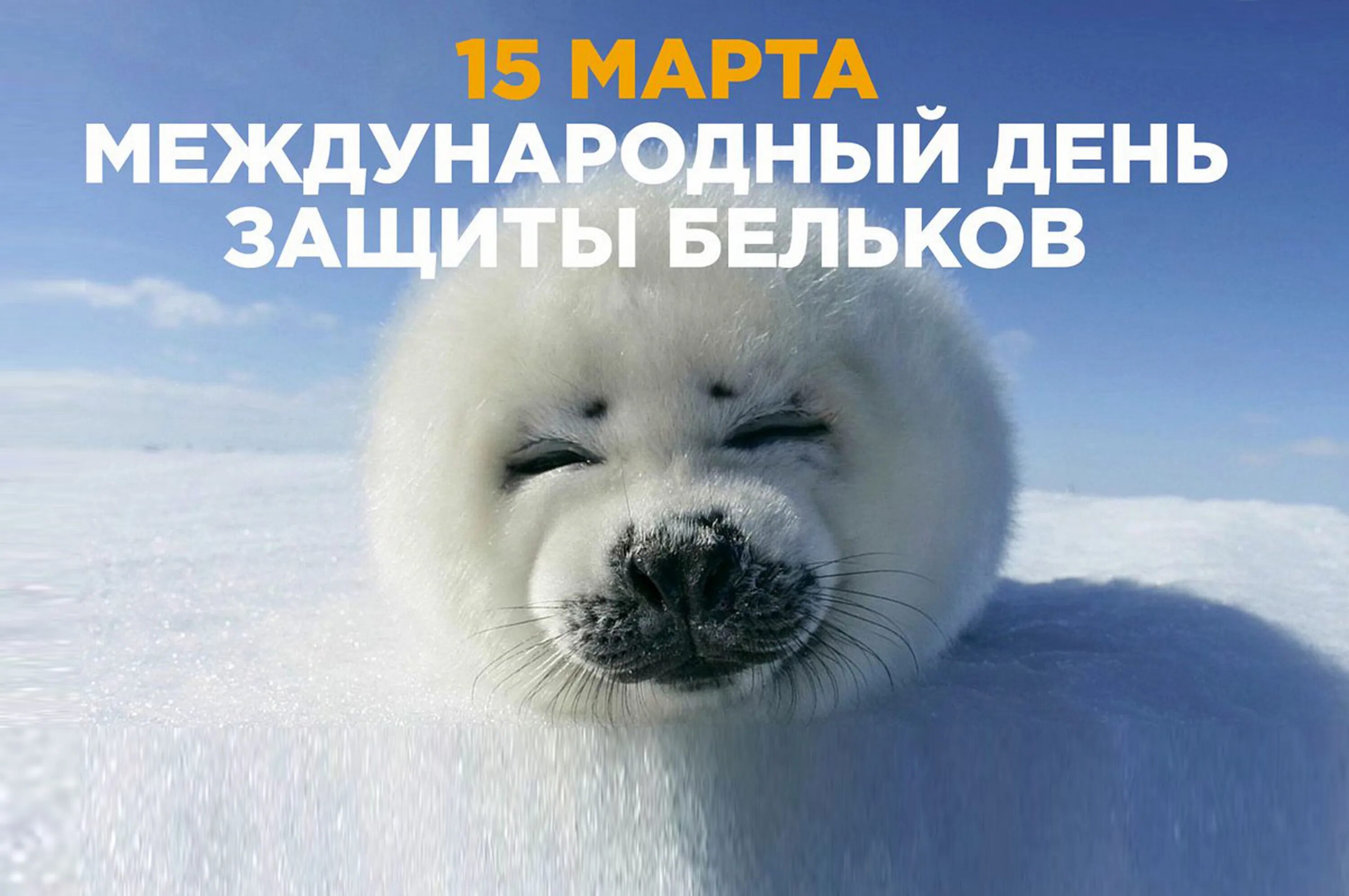 Белек гренландского тюленя. День бельков. Белёк детеныш нерпы. Защита бельков. Байкальская нерпа белек.