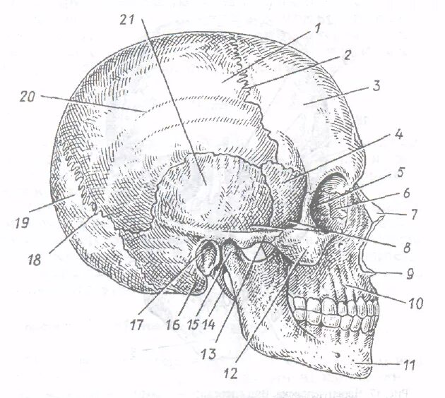 Кости черепа человека анатомия. Швы черепа височной кости. Швы черепа анатомия Синельников. Череп вид сбоку анатомия. Черепно мозговую кость