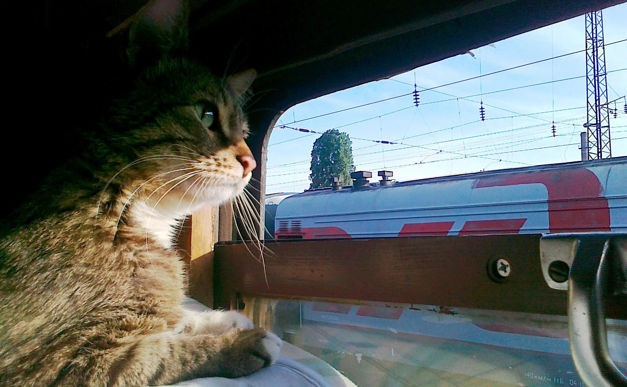 Кот железная дорога. Кот едет в поезде. Котик едет в электричке. Кот на железной дороге. Домашние любимцы в поезде.