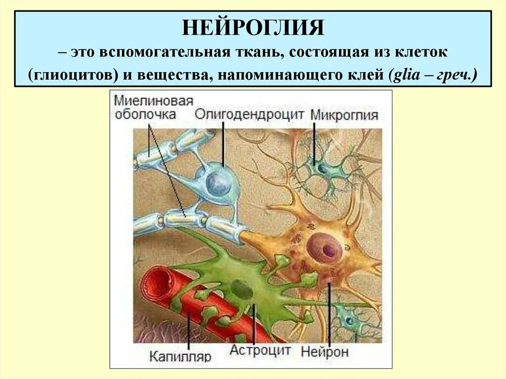 Вспомогательные нервные клетки. Клетки нейроглии гистология. Классификация нейроглии. Строение нейроглии гистология. Глиальные клетки нервной ткани.
