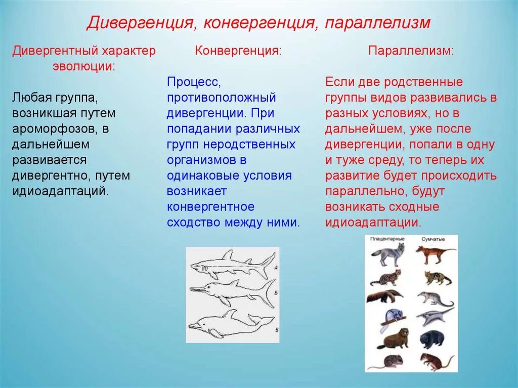 Закономерности эволюции дивергенция конвергенция параллелизм. Дивергенция Макроэволюция. Макроэволюция дивергенция конвергенция параллелизм. Типы эволюционных изменений параллелизм конвергенция дивергенция.