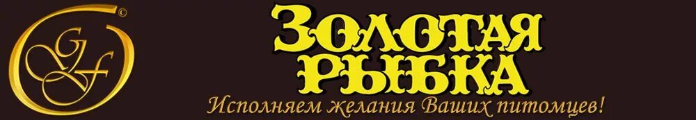 Золотая рыбка хабаровск ассортимент. Золотая рыбка биробиджан. , 58в биробиджан. Зоомир биробиджан. Золотая рыбка биробиджан шолом алейхема.