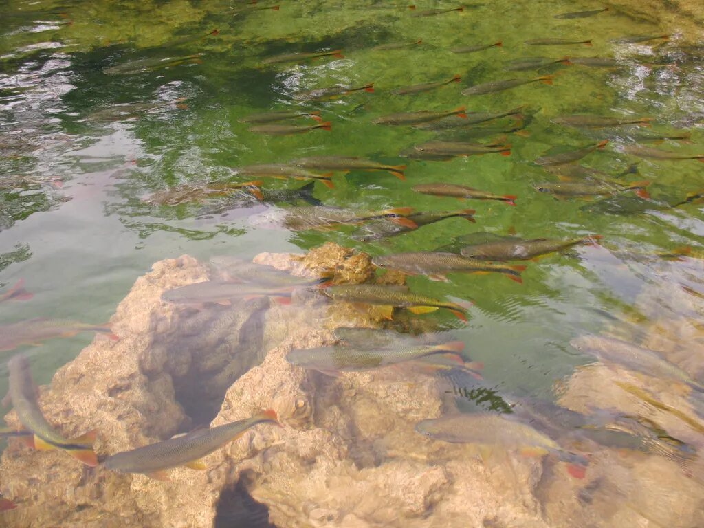 Дно реки. Вода в пруду. Пруд с прозрачной водой. Ил в пруду.