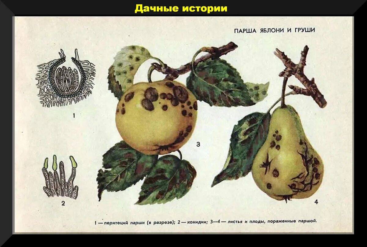 Парша листьев яблони. Парша яблони venturia. Парша на листьях яблони. Парша плодов груши. Белая пятнистость тополя септориоз.
