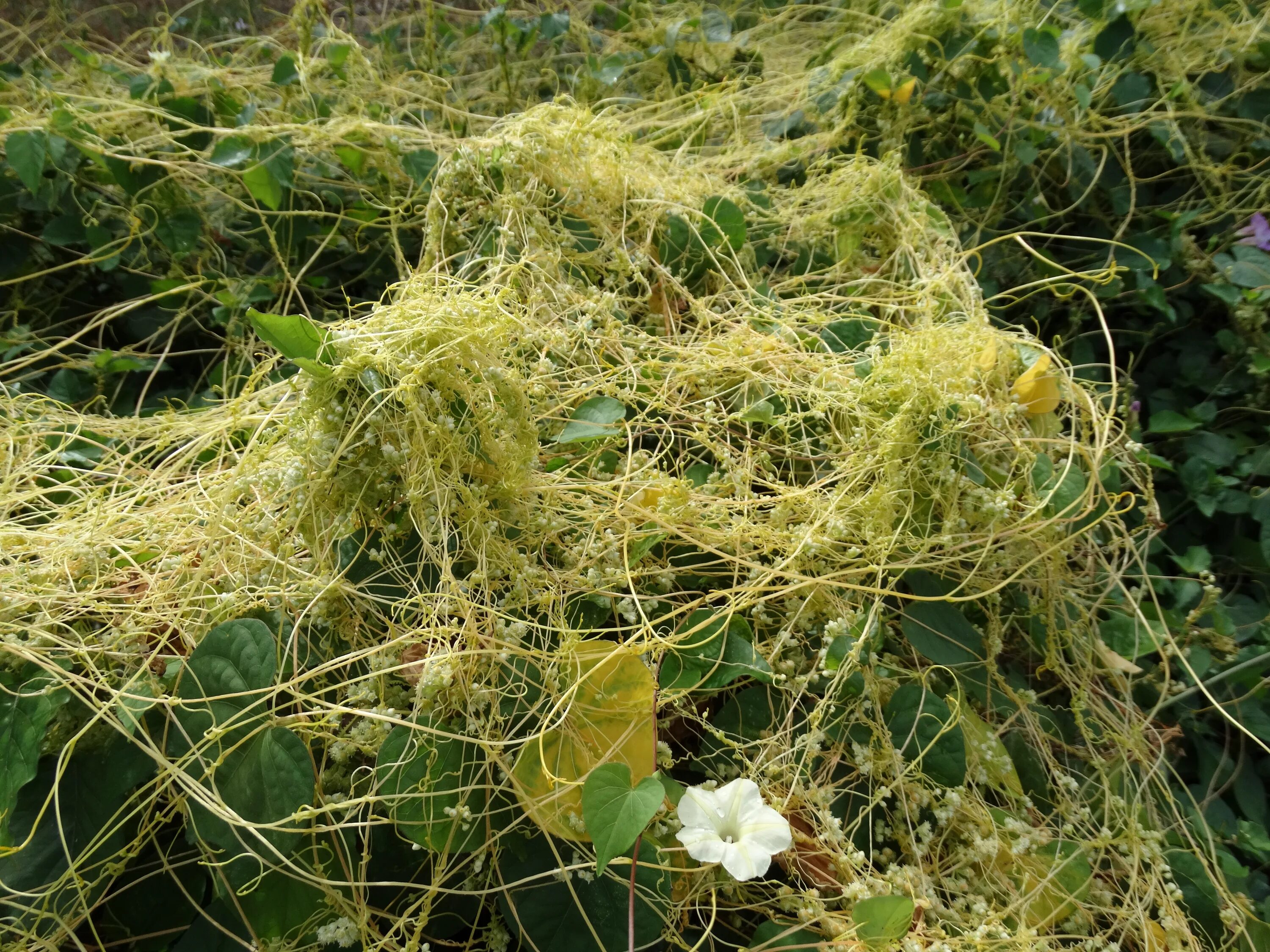 Повилика растение паразит. Повилика (Cuscuta). Сорняк паразит повилика. Повилика тимьяновая.