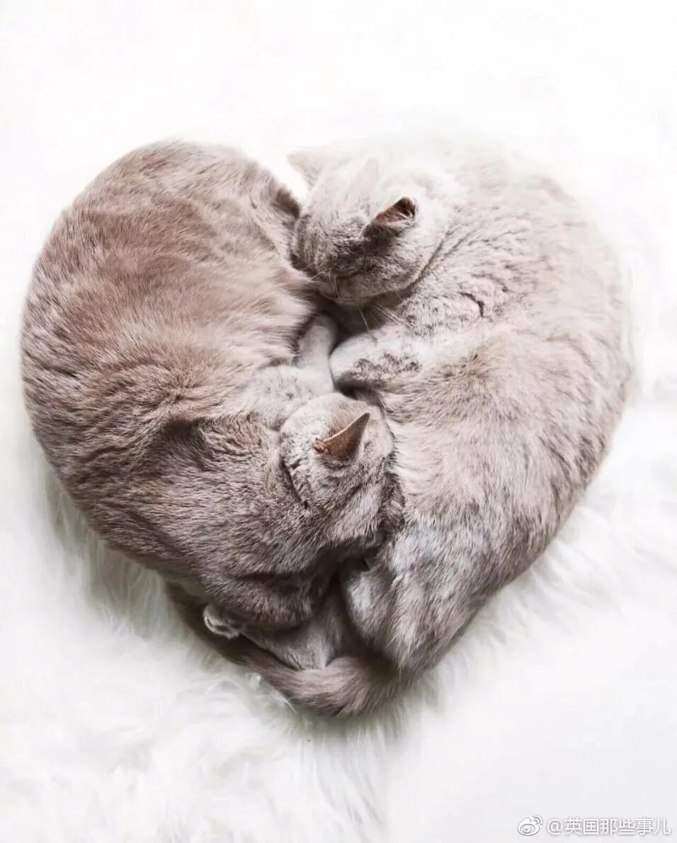 Кошечки любовь. Кошки любовь. Котики обнимашки. Влюбленные котики. Кошачьи нежности.