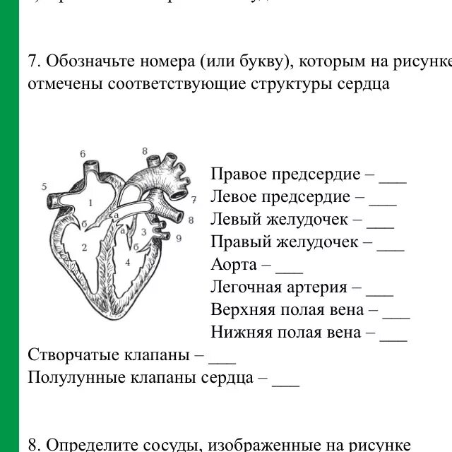 Сердце биология тест. Строение сердца 8 класс биология. Строение сердца человека ЕГЭ рисунок. Схема сердца ЕГЭ биология. Строение сердца человека схема 8 класс.