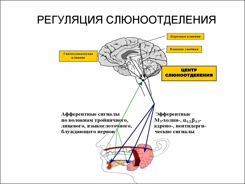 Схема нервной регуляции. Схема регуляции секреции слюны. безусловная рефлекторная регуляция слюноотделения. схема регуляции секреции слюноотделения. схема рефлекса слюноотделения физиология.