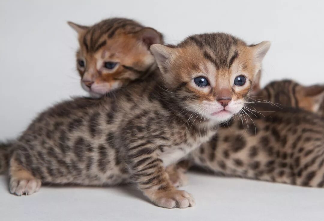 Barkkit, parents: Frostfoot, Owlstar, 1 week, female, get looks from father, shy