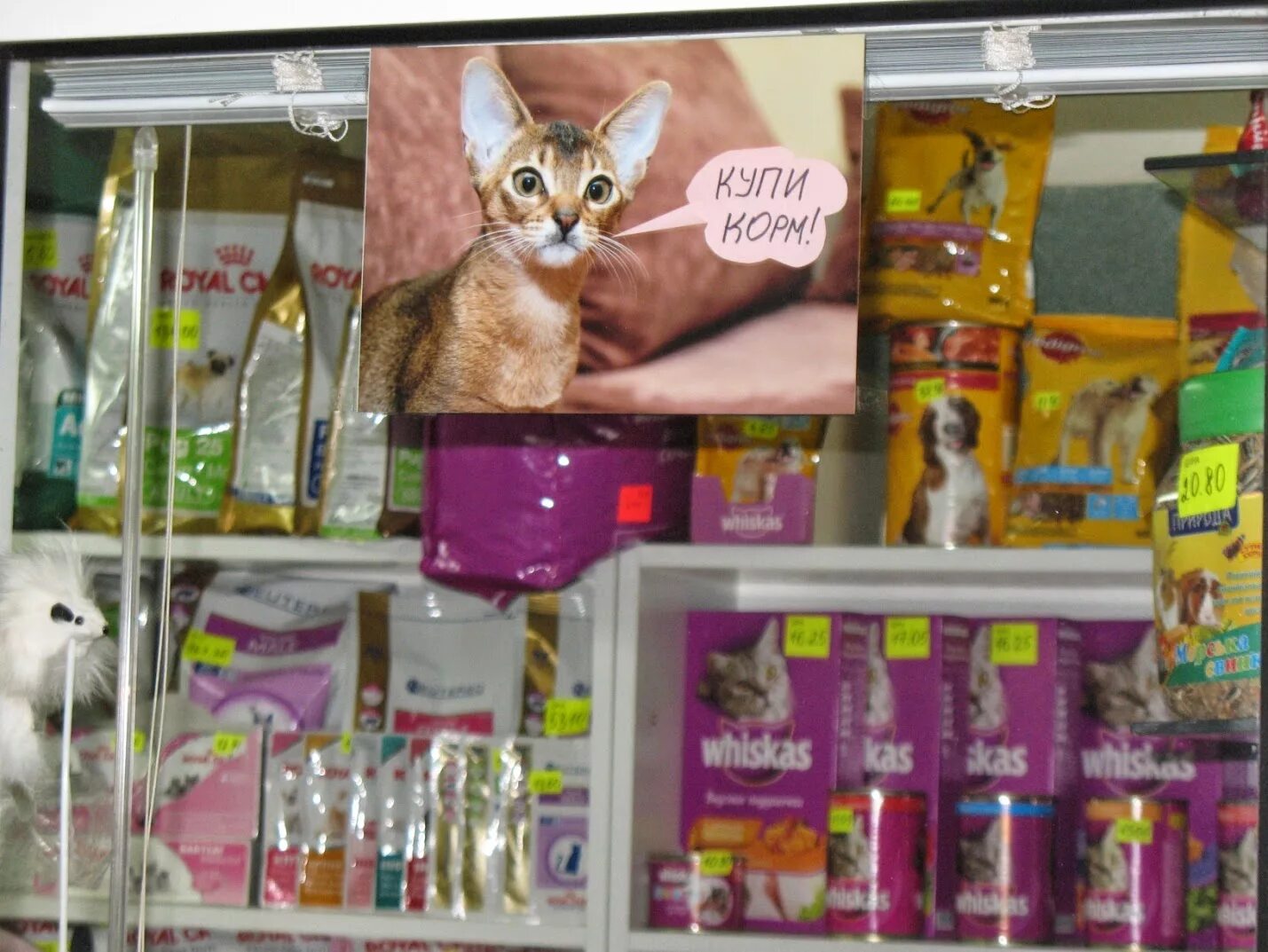 Магазин кошечек. Магазин животных. Название магазина для животных. Оригинальные зоотовары. Реклама магазина для животных.