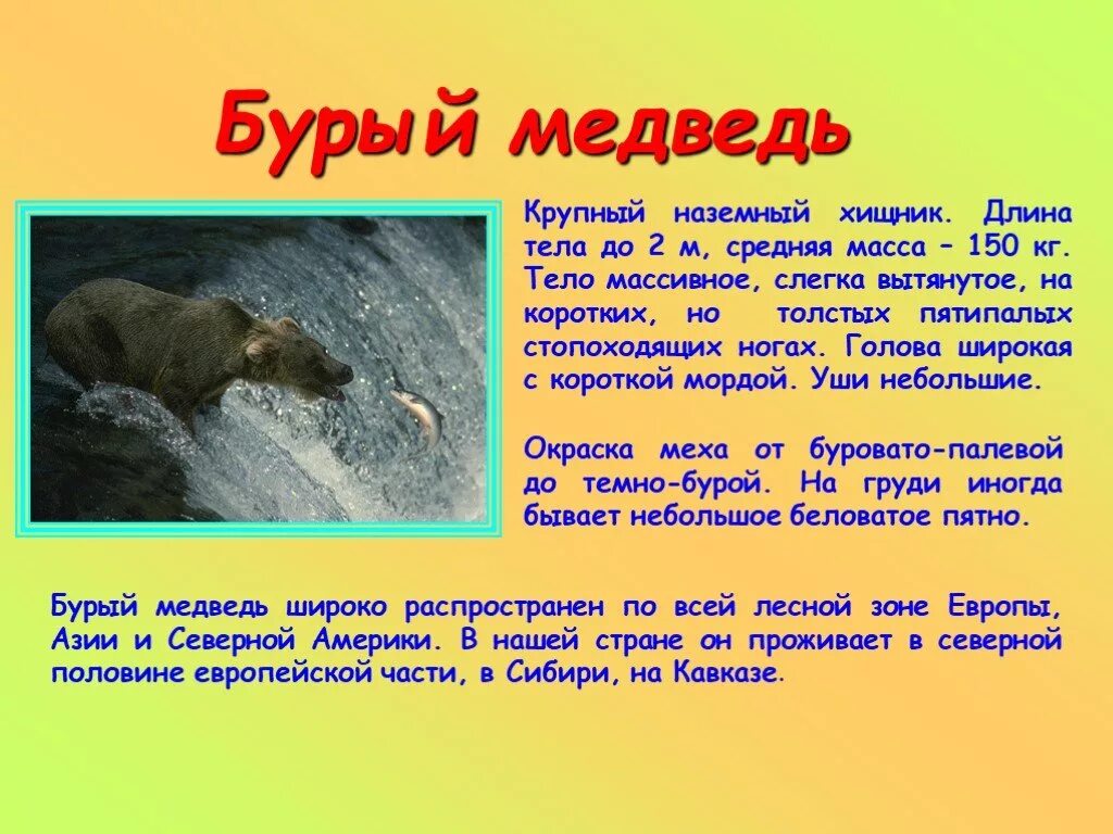 Окружающий мир про медведя