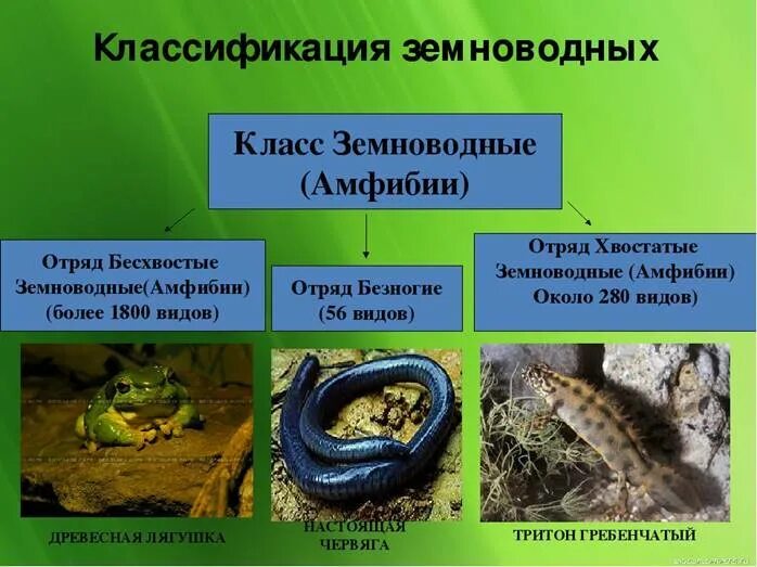 Фактор который ограничивает распространение земноводных. Земноводные таблица 7 класс система безногие хвостатые бесхвостые. систематика земноводные или амфибии. схема классификации земноводных 7 класс. систематика животных земноводных.