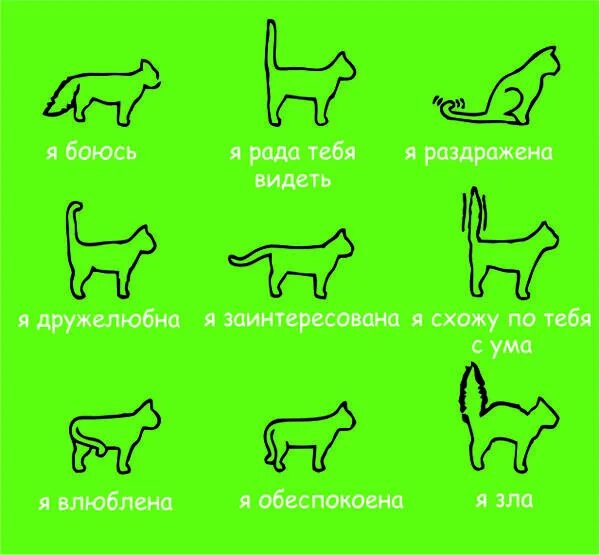 Кошки и их значение