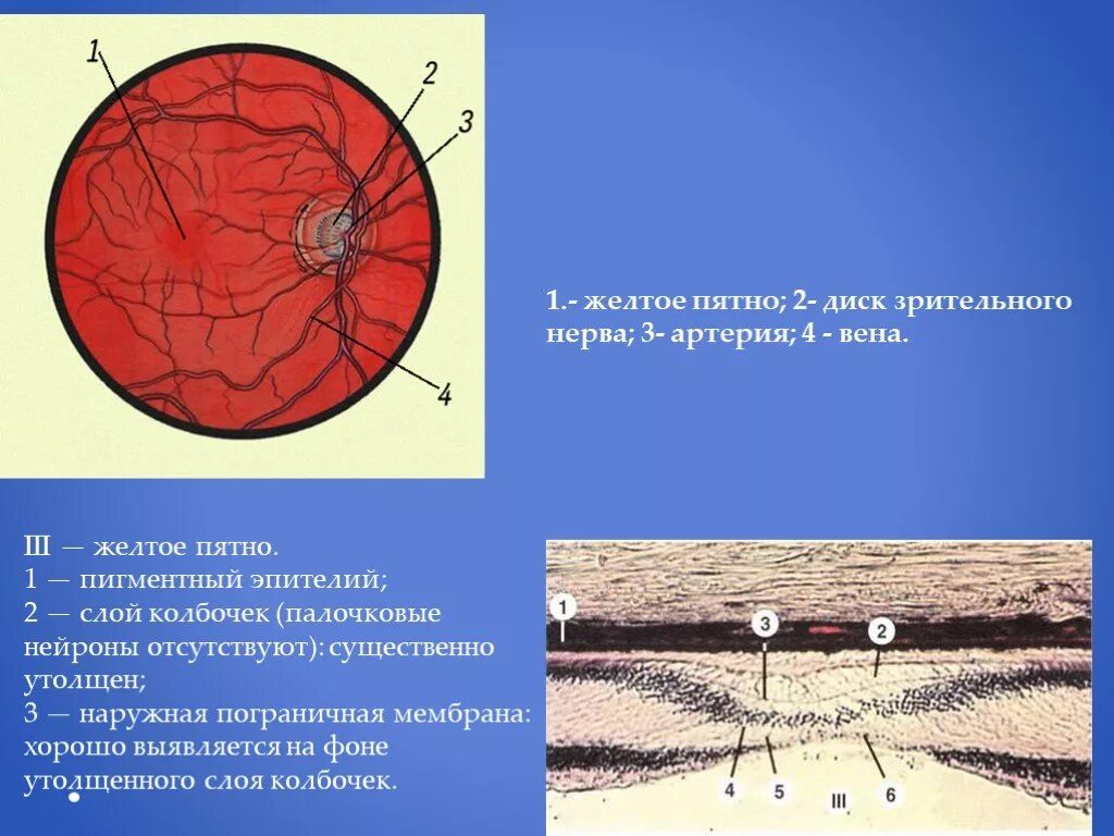 Желтое пятно