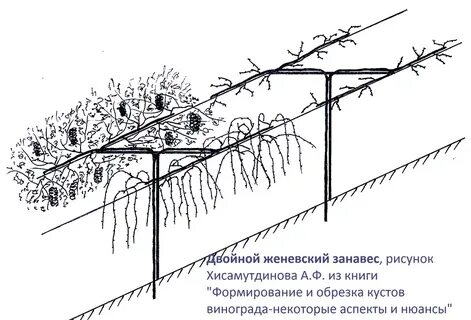 Формировка винограда