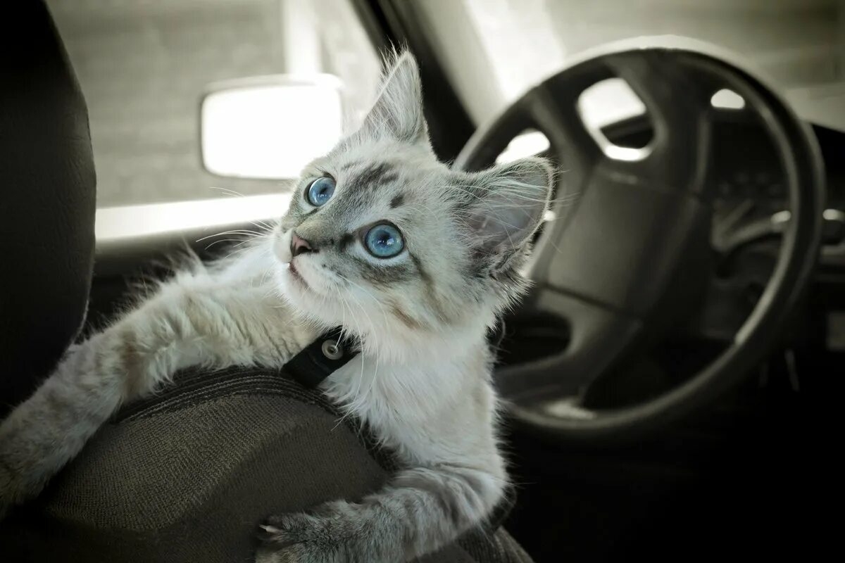 Включи машины котик. Кошка за рулем машины. Котенок в машине. Котенок за рулем. Кот за рулём машины.