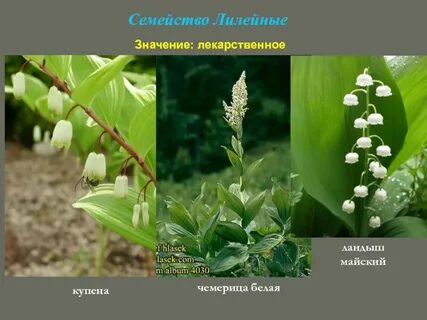 Лекарственные семейства