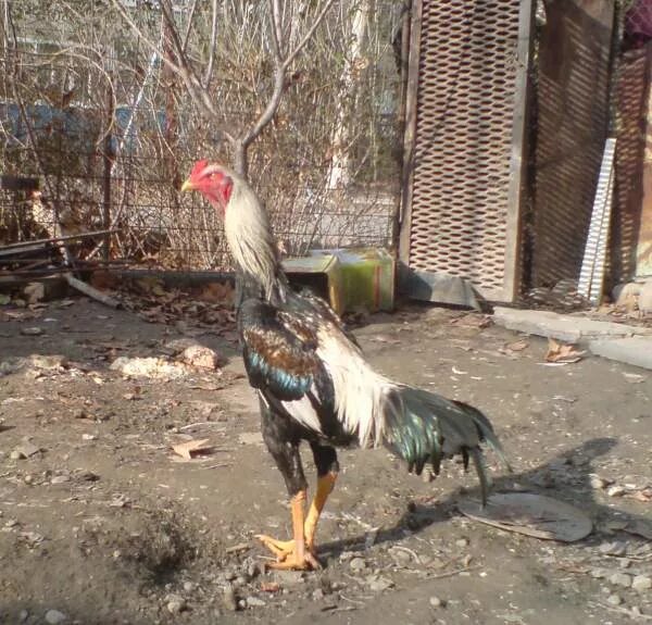 дакан куланги. бойцовые породы петухов шамо. бойцовый петух дакан. узбек петух. узбек петух.