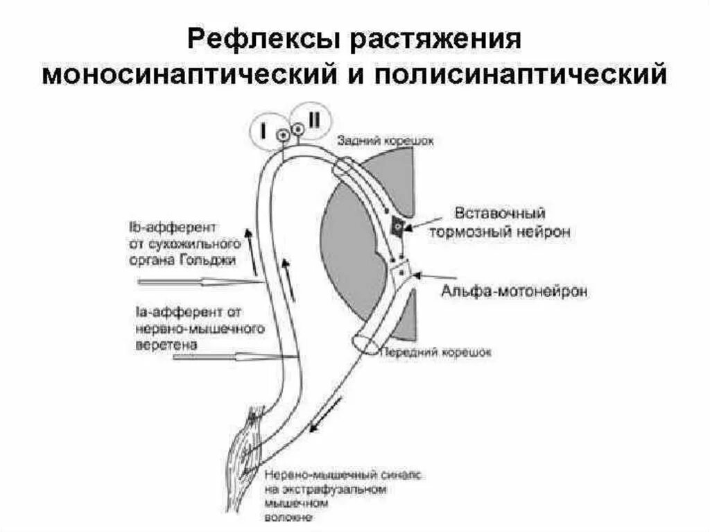 Рефлекторная дуга сухожильного рефлекса схема. Схема рефлекса растяжения физиология. Сухожильный рефлекс Гольджи схема. Рефлекторная дуга мышечного веретена.