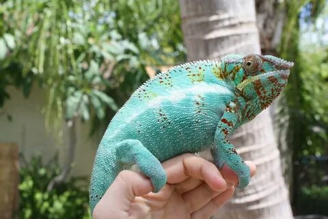 Гигантский хамелеон