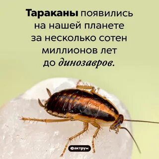 Снова появились тараканы
