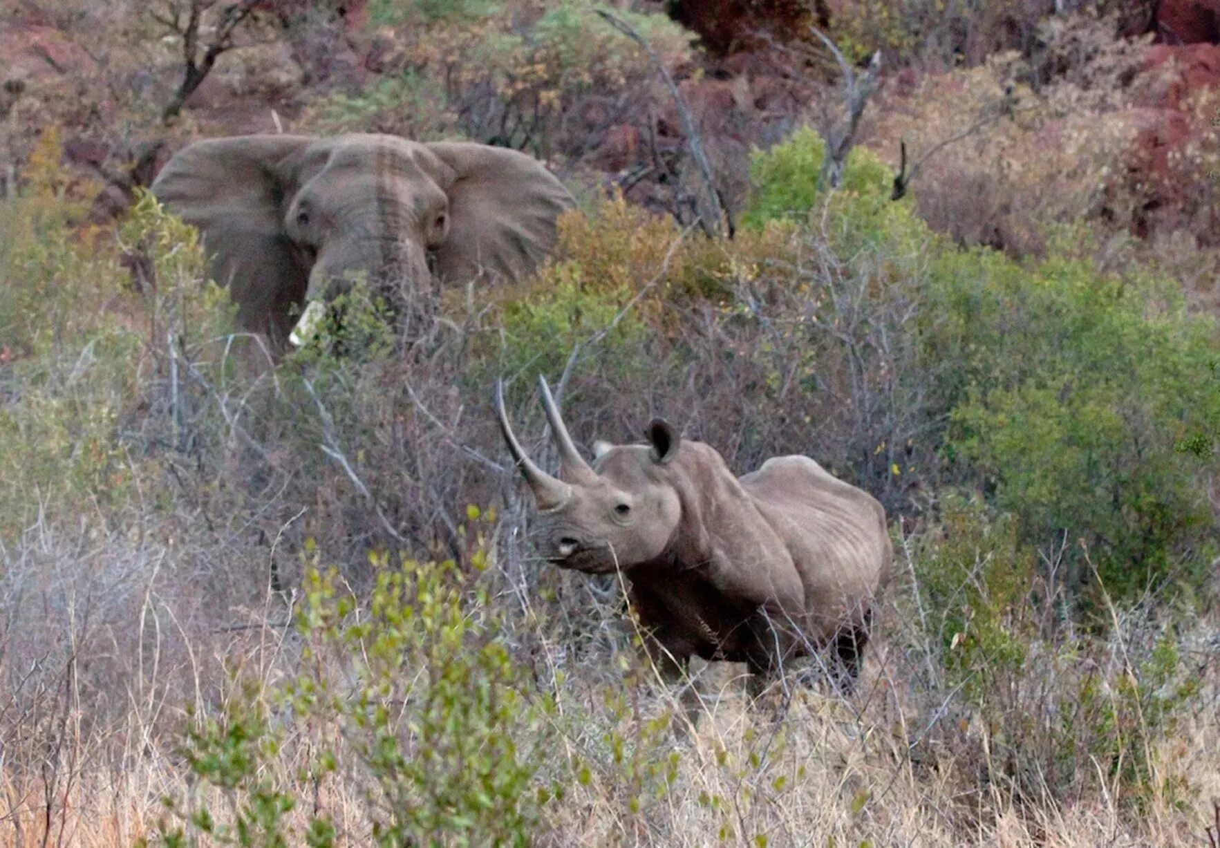 Парк Львов Тайган слоны. Тайган сафари парк слон. Носорог. Elephant rhino