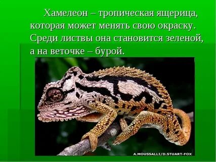 Опишите кожу ящерицы ее окраску