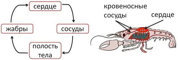 Речной рак выделение. Зеленые железы ракообразных строение. Строение выделительной системы ракообразных. Кровеносная система ракообразных. Класс ракообразные органы выделения.