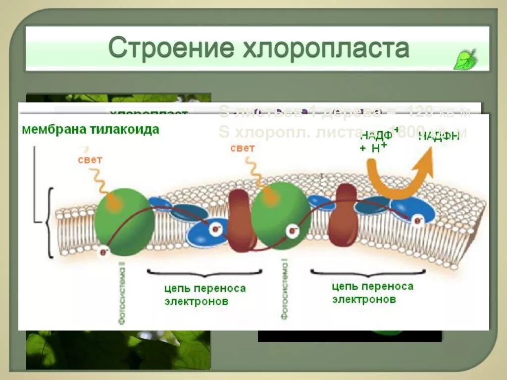 Мембрана хлоропласта строение. Строение тилакоиды хлоропластов. Внутренняя мембрана тилакоида хлоропласта. Мембранах тилакоидов в хлоропластах. Строение мембраны тилакоида.