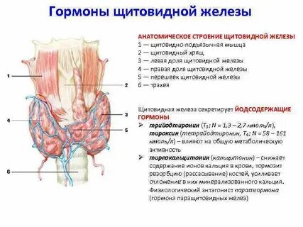 Гормоны паращитовидной железы и их функции